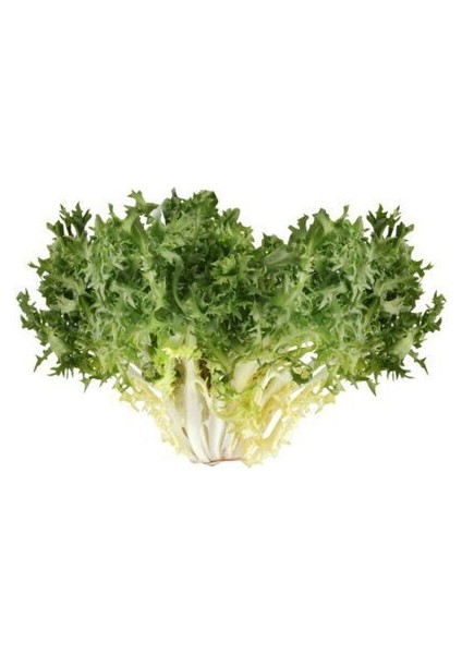 Nadir Ithal Crinkled Kıvırcık Tere Tohumu