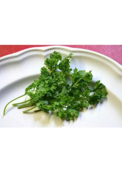Nadir Ithal Crinkled Kıvırcık Tere Tohumu