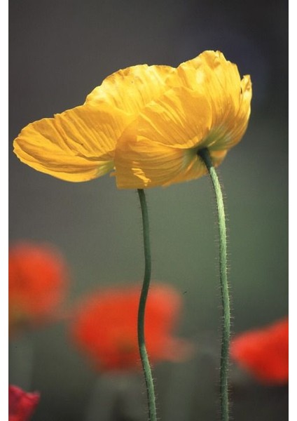 Sarı Gelincik Tohumu Ekim Seti 25 Tohum Çiçek Tohumu Saksı Toprak Kombin fiyatları