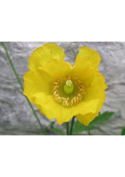 Sarı Gelincik Tohumu Ekim Seti 25 Tohum Çiçek Tohumu Saksı Toprak Kombin modelleri