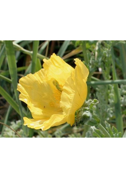 Sarı Gelincik Tohumu Ekim Seti 25 Tohum Çiçek Tohumu Saksı Toprak Kombin fırsatları