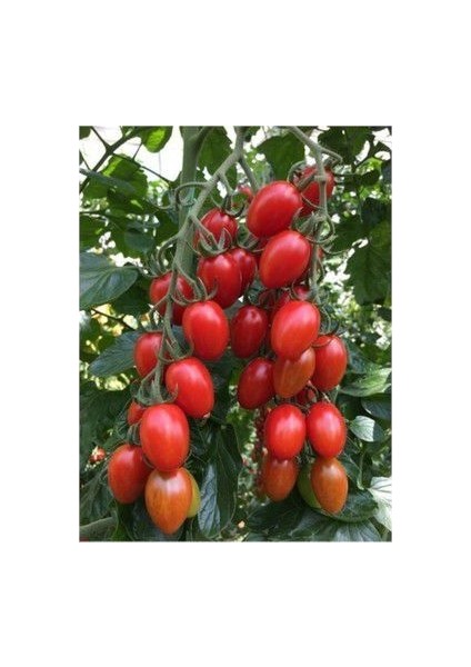 Nadir Zeytin Domates Tohumu Ekim Seti 10 Tohum Zeytin Domatesi Tohumu Saksı Toprak Kombin modelleri