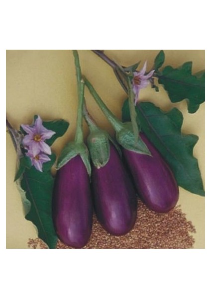 Meşhur Kurutmalık Dolmalık Antep Patlıcanı Tohumu Ekim Seti Patlıcan Tohumu Saksı Toprak Kombin fiyatları