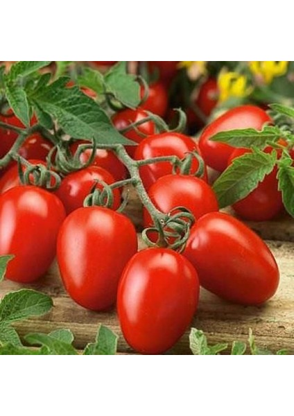 Ithal Rio Grande Domates Tohumu Ekim Seti 15 Tohum Saksı Toprak Kombin