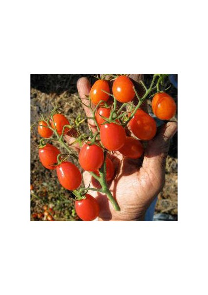 Saksılık Zeytin Domates Tohumu 25 Adet Tohum Domates Tohumu fiyatları