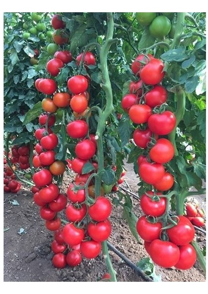 35 Adet Sırık Domates Tohumu Domates Tohumu Sırık Domates