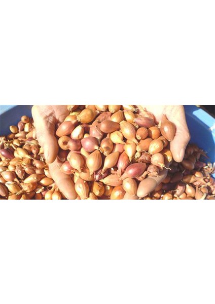 100 Adet Kıska Soğan Tohumu Sağan Tohumu Soğan Kısası