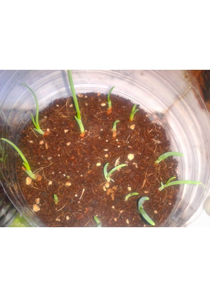 100 Adet Kıska Soğan Tohumu Sağan Tohumu Soğan Kısası fiyatları