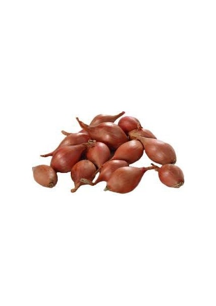 100 Adet Kıska Soğan Tohumu Sağan Tohumu Soğan Kısası modelleri