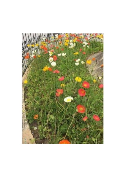 Karışık 5 Farklı Renk Gelincik Tohumu Ekim Seti 25 Tohum Çiçek Tohumu Saksı Toprak Kombin