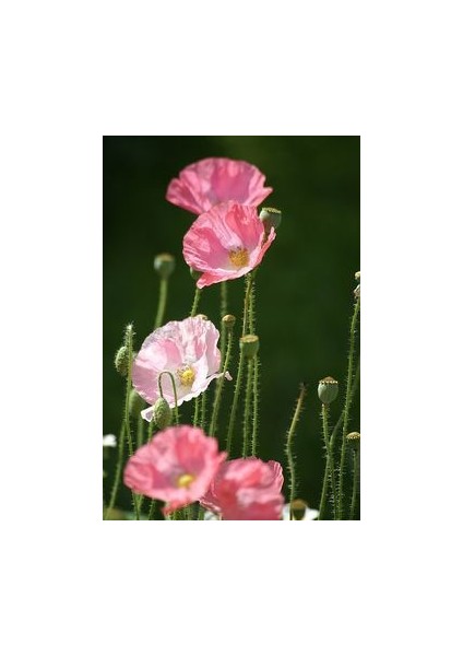 Karışık 5 Farklı Renk Gelincik Tohumu Ekim Seti 25 Tohum Çiçek Tohumu Saksı Toprak Kombin fiyatları