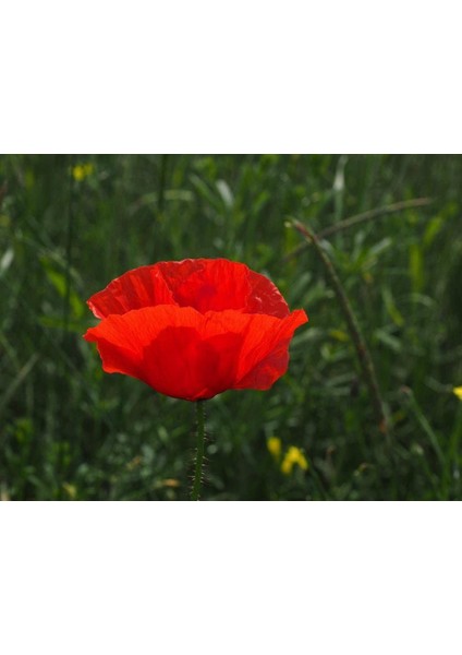 Karışık 5 Farklı Renk Gelincik Tohumu Ekim Seti 25 Tohum Çiçek Tohumu Saksı Toprak Kombin modelleri