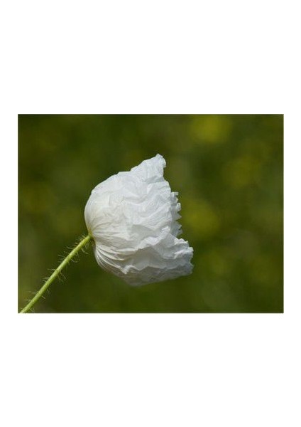 Karışık 5 Farklı Renk Gelincik Tohumu Ekim Seti 25 Tohum Çiçek Tohumu Saksı Toprak Kombin fırsatları