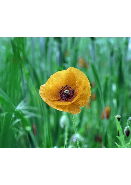 Karışık 5 Farklı Renk Gelincik Tohumu Ekim Seti 25 Tohum Çiçek Tohumu Saksı Toprak Kombin indirimleri