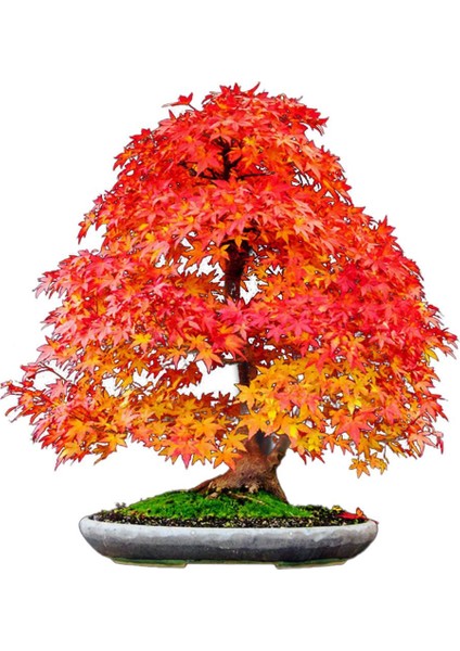 Bodur Bonzai Negundo Ağacı Tohumu 5 Tohum Bonsai Ağacı Tohumu fiyatları