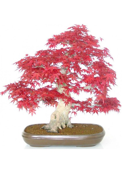 Bodur Bonzai Negundo Ağacı Tohumu 5 Tohum Bonsai Ağacı Tohumu modelleri