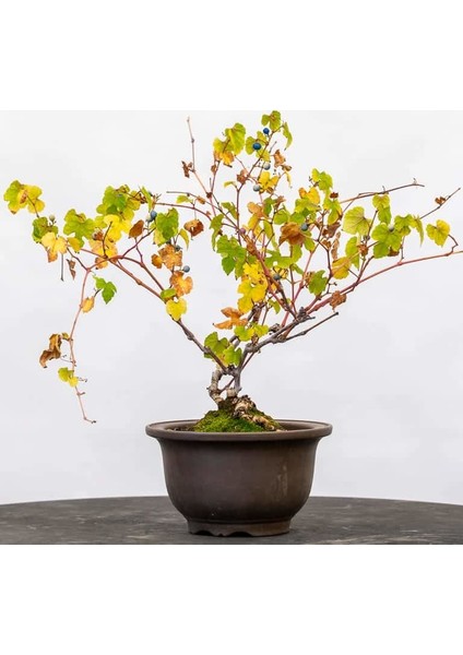 Bodur Sarı Üzüm Bonzai Ağacı Tohumu 5 Tohum Bonsai Ağacı Tohumu