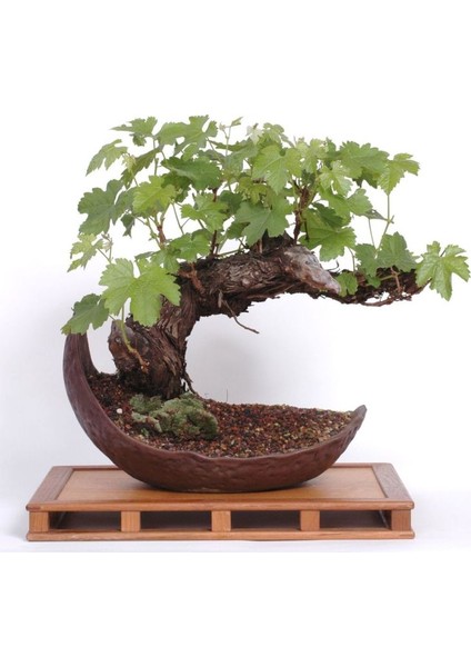 Bodur Sarı Üzüm Bonzai Ağacı Tohumu 5 Tohum Bonsai Ağacı Tohumu