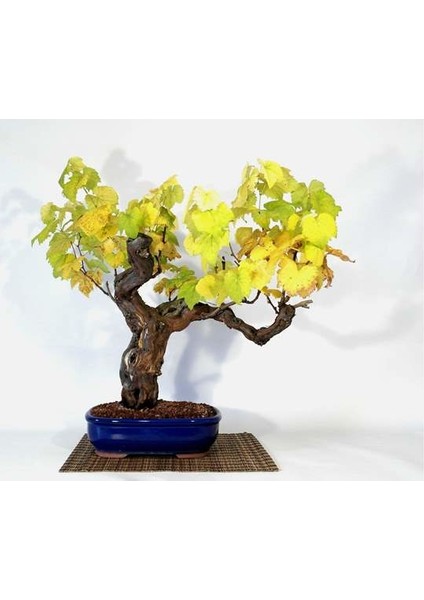 Bodur Sarı Üzüm Bonzai Ağacı Tohumu 5 Tohum Bonsai Ağacı Tohumu