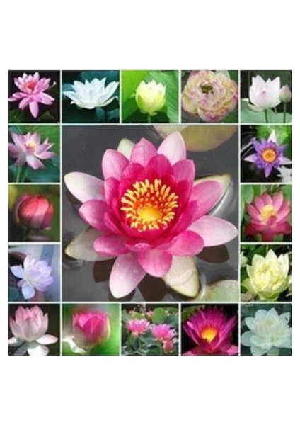 Nadir Ithal Lotus Tohumu 1 Tohum Lotus Çiçeği Tohumu Nilüfer Tohumu Su Zambağı Tohumu Zambak Tohumu