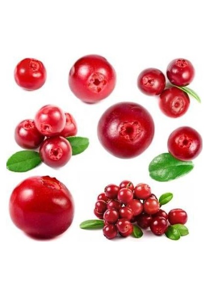 10 Adet Tohum Cranberry Tohumu Yaban Mersini Tohumu Turna Yemişi Tohumu + Toprak Saksı fiyatları