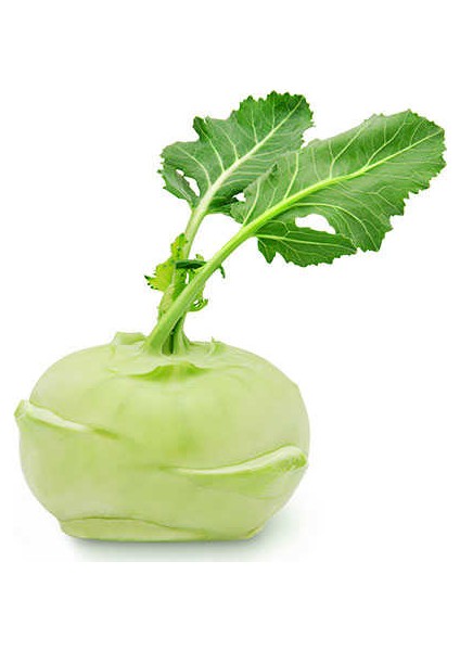 Yer Lahanası Sebzesi Tohumu 25'li