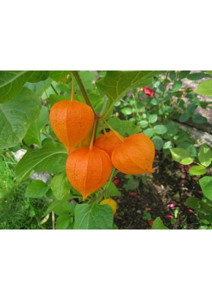 Murat Tohum Tropikal Güvey Feneri Tohumu Ekim Seti 5 Adet Tohum + Saksı + Toprak