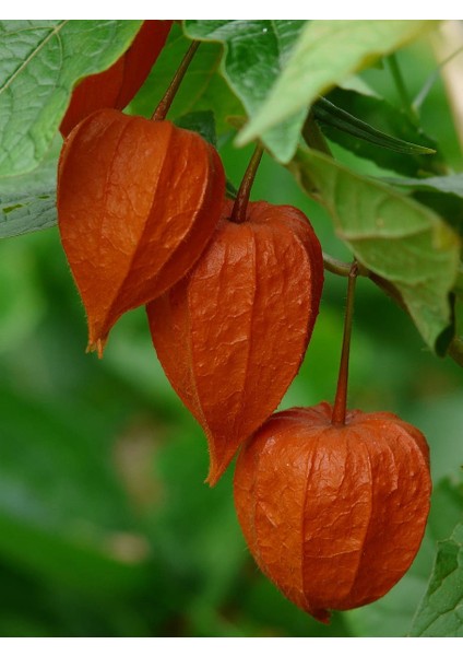 Murat Tohum Tropikal Güvey Feneri Tohumu Ekim Seti 5 Adet Tohum + Saksı + Toprak fiyatları