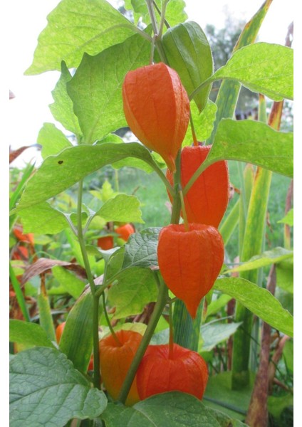 Murat Tohum Tropikal Güvey Feneri Tohumu Ekim Seti 5 Adet Tohum + Saksı + Toprak modelleri