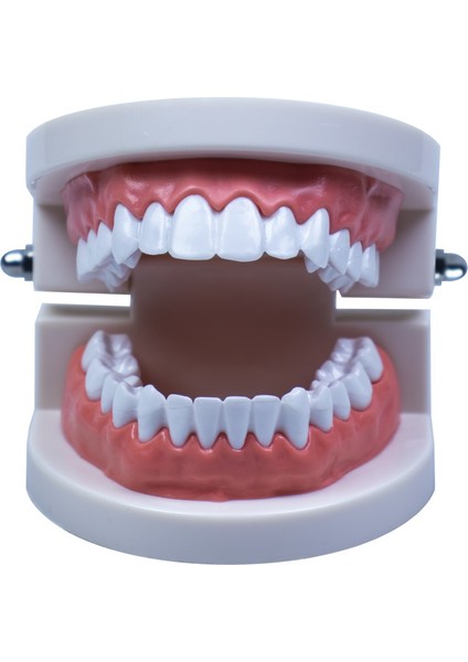 Diş Modeli