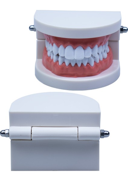 Diş Modeli