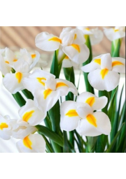Golden Beauty Iris Süsen Soğanı - 10 Adet
