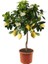 10 Adet Tohum Bodur Bonsai Limon Ağacı Tohumu Italyan Limon + Saksı + Toprak 2