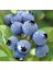 10 Adet Tohum Yaban Mersini Tohumu Blueberry Tohumu 1