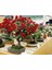Bodur Bonsai Kırmızı Gül Ağacı Bonzai Tohumu 5 Tohum 1