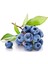 Murat Tohum Yaban Mersini Tohumu Blueberry Tohumu Ekim Seti 10 Adet Tohum + Saksı + Toprak 1