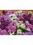 5 Adet Tohum Kraliyet Halısı Tohumu Alyssum Flower Tohumu Alyssum Tohumu 2