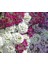 5 Adet Tohum Kraliyet Halısı Tohumu Alyssum Flower Tohumu Alyssum Tohumu 3