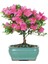 Murat Tohum Bodur Bonsai Orkide Ağacı Tohumu Ekim Seti 5 Adet Tohum + Saksı + Toprak 1
