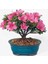 Murat Tohum Bodur Bonsai Orkide Ağacı Tohumu Ekim Seti 5 Adet Tohum + Saksı + Toprak 3