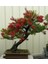 Murat Tohum Bodur Bonsai Callistemon Ağacı Tohumu Ekim Seti 5 Adet Tohum +Saksı+Toprak 1