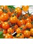 Murat Tohum Turuncu Cherry Domates Tohumu Ekim Seti 10 Adet Tohum +Saksı + Toprak 3