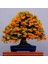 2 Adet Tohum Yeni Dünya Ateş Dikeni Bodur Bonzai Bonsai Meyvesi Saksı Toprak 1