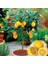 Adet 5 Adet Tohum Bodur Bonsai Limon Ağacı Tohumu Italyan Limonseti Saksıtoprak 1