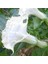 5 Adet Tohum Nadir Bulunan Beyaz Angel Trumpet Çiçeği Meleklerin Borozanı Çiçeği 2