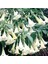 5 Adet Tohum Nadir Bulunan Beyaz Angel Trumpet Çiçeği Meleklerin Borozanı Çiçeği 3