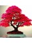 Ata Tohumculuk 5 Adet Tohum Bodur Bonsai Japon Red Maple Ağacı Bonzai Tohumu Ata Tohum 1