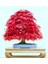 Ata Tohumculuk 5 Adet Tohum Bodur Bonsai Japon Red Maple Ağacı Bonzai Tohumu Ata Tohum 2