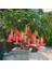 5 Adet Tohum Nadir Bulunan Pembe Angel Trumpet Çiçeği Meleklerin Borozanı Çiçeği 2