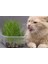 Murat Tohum Kedi Çimi Tohumu 30 Gram Ithal Kedi Çimi Tohumu Ekim Seti + Saksı + Toprak 3